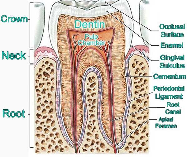Labeled antomy of a tooth